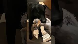 Dog brings friends home... #dog #funny #bestfriend #animals #cute #wildlife #rescue #shorts