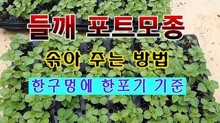 [텃밭농부 1,565]  들깨 포트모종 솎아 주는 방법. #들깨재배  #들깨모종