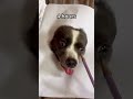 Realistic Drawing Challenge I Accidentally Drew A Gif Image Shorts Youtubeshort Dogreel Dogs