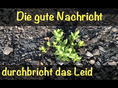 Vom Überbringen guter Nachrichten - Kraft des Wortes und unsere Verantwortung - v. Friedrich Weinreb