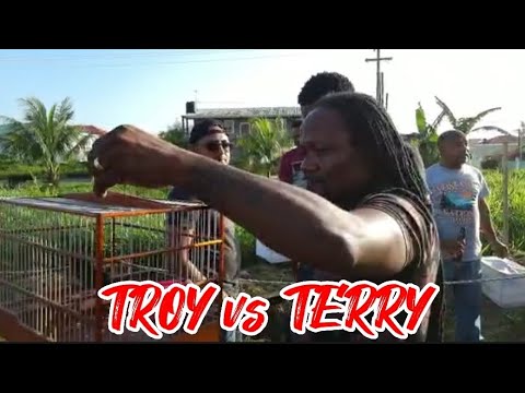 TROY vs RASTA TERRY🔥ARRIVAL DAY TOWA TOWA BIRD WHISTLING COMPETITION IN DIAMOND 🇬🇾 BIRD GROUND 2O23