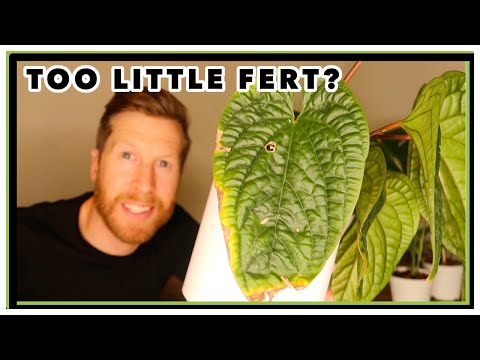 Too Little Plant Food?  Let's talk Houseplant Nutrient deficiencies : N-P-K