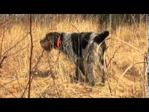 Pet4you.gr: Dogs Korthals Griffon