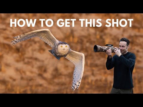 Photographing Snowy Owls: How To Get A Good Flight Shot