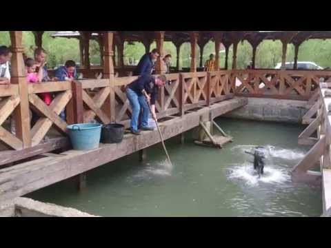 PASTRAVARIA MARA PESCUIT MARAMURES