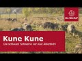 Kune Kune Die Schlauen Schweine Von Gut Aiderbichl