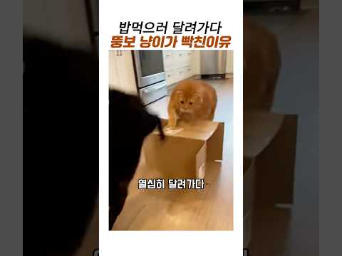 밥먹으러 달려가다 뚱보냥이가 빡친이유