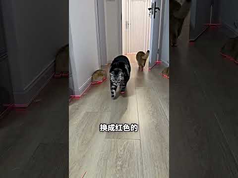 给猫穿上发光鞋，关灯后全家瞬间变“鬼屋”！