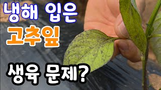고추 냉해로 생육 부진? 이것으로 해결! 온도차 심한 날씨