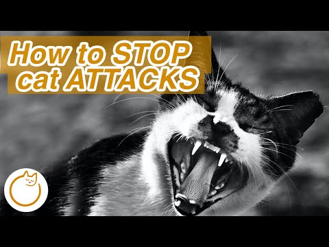 😾Why Does My Cat ATTACK Me - How To Get Rid of Aggression in Cats😾