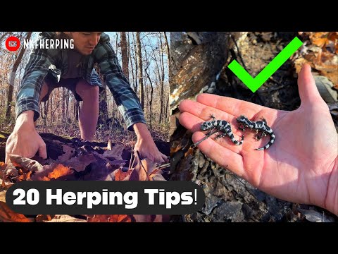 20 Herping Tips for Finding Salamanders in the Wild!