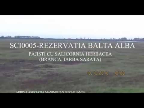 Rezervatia Balta Alba 2016 1