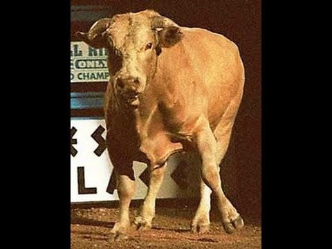 TRIBUTE TO THE LEGENDARY BODACIOUS "I AM FREE"