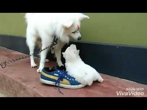 Playing in a cute puppy