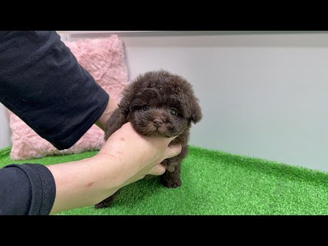 YouTube動画のサムネイル