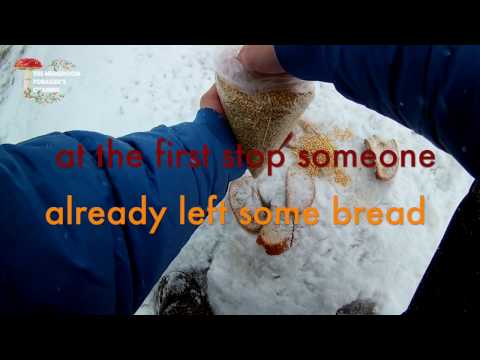 Heavy snow fall & bird feeding