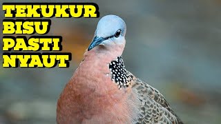 Download lagu Tekukur KUK 2 Gacor Manggung Volume KERAS | Masteran / Pancingan Derkuku Bahan Agar CEPAT Gacor mp3