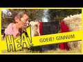 HEA! Goeie Ginnum
