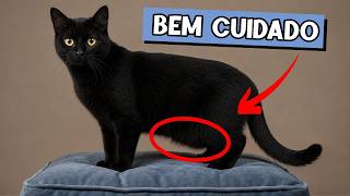 5 SINAIS DE QUE SEU GATO É BEM CUIDADO 🐈