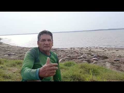 Projeto de Quelônios do Corocoró, Nhamundá Amazonas. 