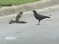 Increible! Ardilla vs Cuervos