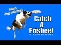 How To Teach Your Dog To Catch A Frisbee In The Air