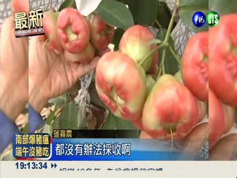 濕冷打落果 黑珍珠成"爛珍珠"