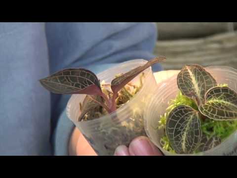 園芸 ジュエルランの種類と栽培方法