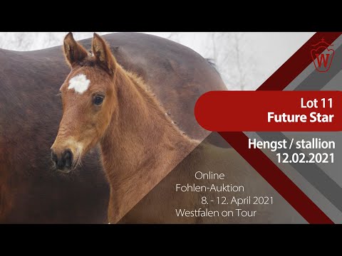 Fohlen-Auktion "Westfalen on Tour" 8.-12. April Lot 11 Future Star Hengst v.Fusionist-Fürst Grandios