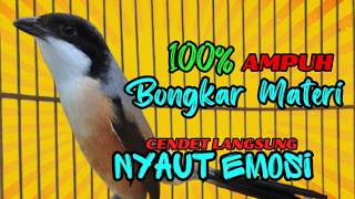 Download lagu Cendet gacor BONGKAR MATERI pasti ampuh, PANCINGAN CENDET AGAR RAJIN BUNYI mp3 Download lagu Cendet gacor BONGKAR MATERI pasti ampuh, PANCINGAN CENDET AGAR RAJIN BUNYI mp3