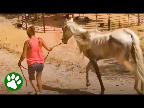 Starving horse's remarkable transformation