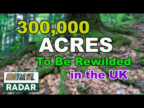 Rewilding Britain, 300,000 Acres of The UK to be Rewilded!