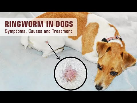 Ringworm in Dogs Symptoms, Causes and Treatment | DiscountPetCare