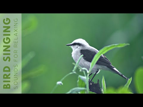 Nature Sounds Birds - Relaxing Nature Sounds - 24 Hour no ads