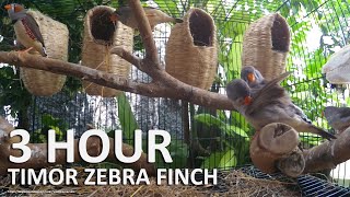 Download lagu Lagu Burung Finch Zebra Timor - 3 Jam Suara Burung Finch mp3