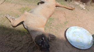 មកពីរលេងភកស្អុយង៉ោង