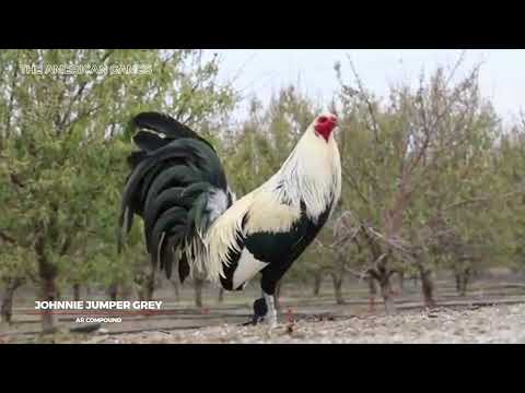 The American Games: Johnnie Jumper Grey