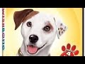 Wishbone Full 2011 Lionsgate DVD