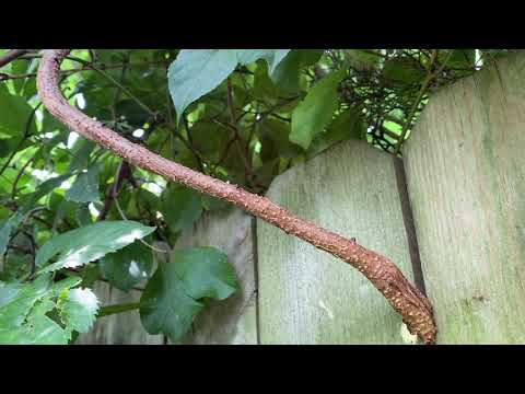 Branch Acts as a Highway for Ants in Brick, NJ