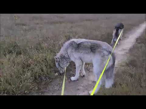 Freundeskreis freilebender Wölfe legt Verfassungsbeschwerde ein. Jagd aus Snowy geht weiter.