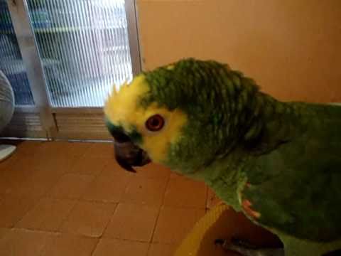 Papagaio flamenguista  ( Pitoko) canta  e assobia o Hino do Flamengo (Pitoko)