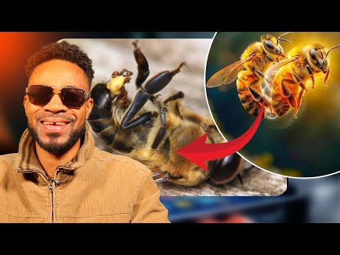 This Animal Gets Happy Ending-Dies After Sex