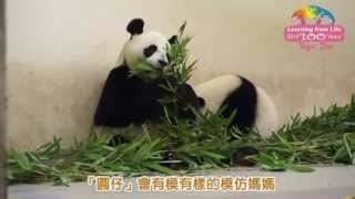 不要玩食物！　圓仔開始學媽媽挑竹葉