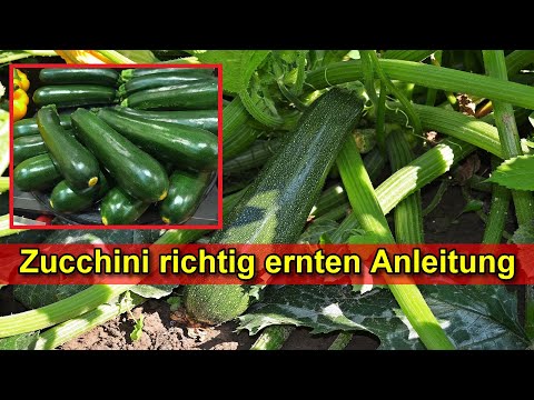 , title : 'Zucchini richtig ernten Anleitung - Zucchini Erntezeit Zeitpunkt, ab wann erntereif, wie lange'