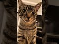 We Re So Obsessed With Our Gray Tabby Cat