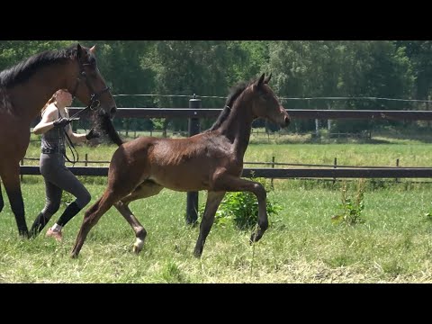 *2021 Stute von Total McLaren - Grey Flanell