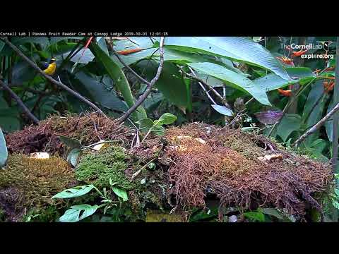 Male Thick-billed Euphonia Extended Singing Session - Oct 2, 2019