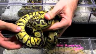 Crazy Ball Pythons From Breeders Circle