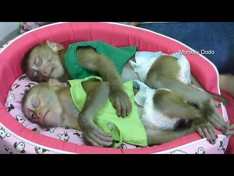 download lagu mp3 mp4 Dodo And, download lagu Dodo And gratis, unduh video klip Dodo And