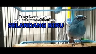 Download lagu SUARA ASLI BURUNG SELENDANG BIRU GACOR mp3 Download lagu SUARA ASLI BURUNG SELENDANG BIRU GACOR mp3